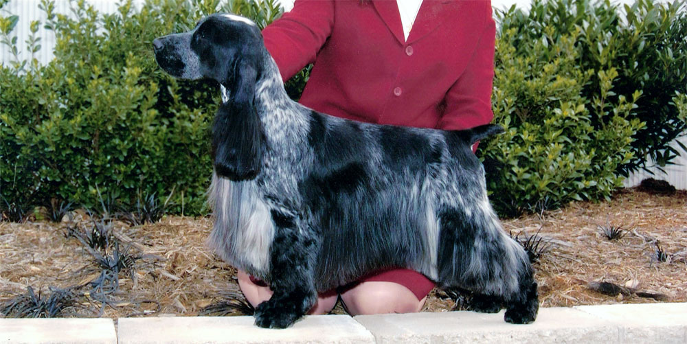 ashbrook english cockers