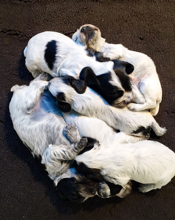 New puppies at Foxwoods